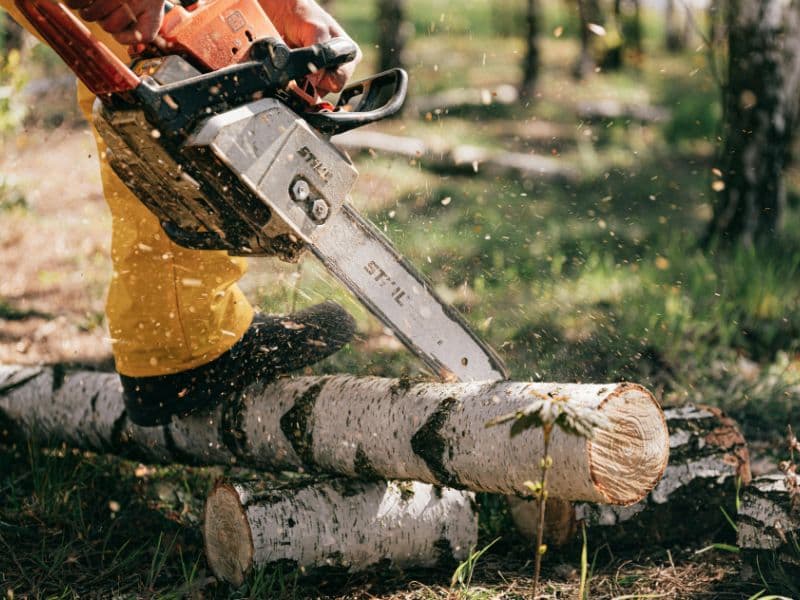Healthy mature trees with well-maintained canopy on residential property