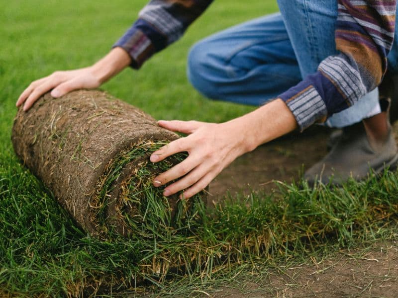 Fresh sod being installed on a prepared lawn area